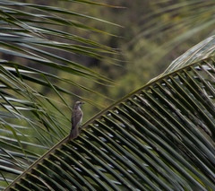 Philemon inornatus