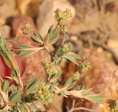 Psammotropha quadrangularis