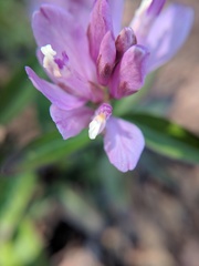 Rhinotropis californica