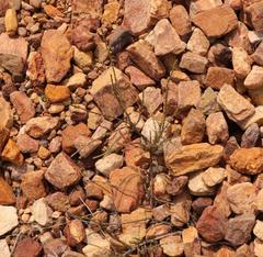 Struthiola confusa