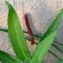 Trigoniulus corallinus