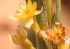 Struthiola confusa