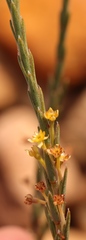 Struthiola confusa