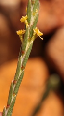Struthiola confusa