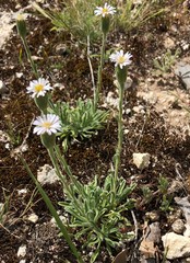 Vittadinia megacephala