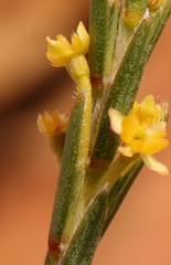 Struthiola confusa