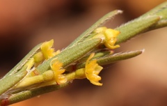 Struthiola confusa