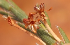 Struthiola confusa