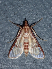 Azochis