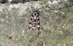 Eucereon coeruleocaput