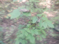 Fraxinus quadrangulata