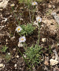 Vittadinia megacephala