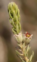 Phylica purpurea pearsonii