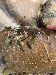 Ischnochiton smaragdinus