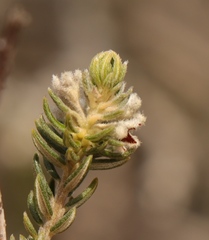 Phylica purpurea pearsonii