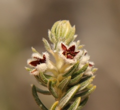 Phylica purpurea pearsonii