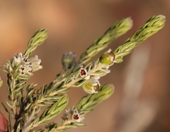 Phylica purpurea pearsonii