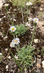 Vittadinia megacephala