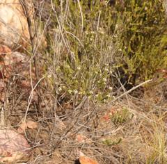 Phylica purpurea pearsonii