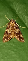 Paracymoriza olivalis
