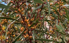 Eucalyptus leptophylla