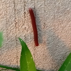 Trigoniulus corallinus