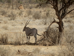 Oryx beisa beisa