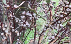 Eucalyptus leptophylla