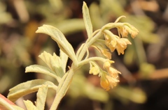 Hermannia holosericea