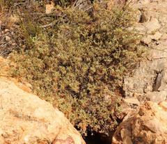 Hermannia holosericea