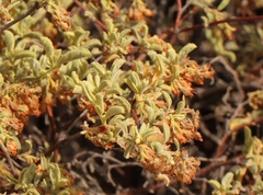 Hermannia holosericea