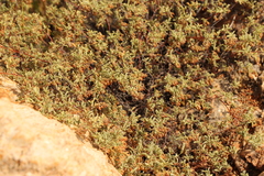 Hermannia holosericea