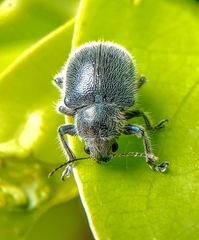 Trichochrysea hirta