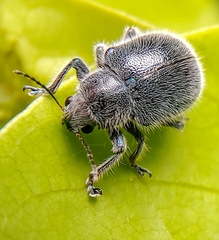Trichochrysea hirta