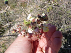 Coursetia glandulosa