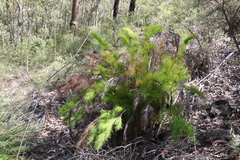 Caustis blakei macrantha