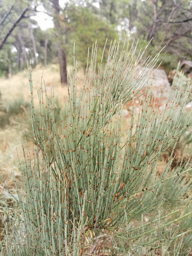 chvojník urastený (Ephedra procera)