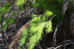 Caustis blakei macrantha