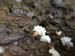 Oligonema verrucosum