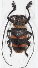 Pycnopsis brachyptera