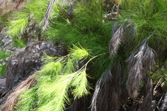 Caustis blakei macrantha