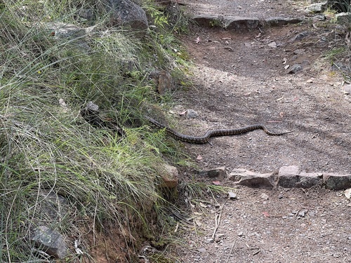 Inland Carpet Python sighting