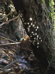 Oligonema verrucosum