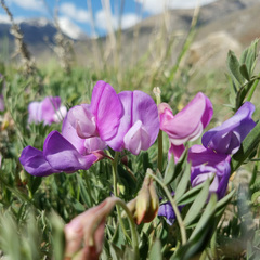 Lathyrus brachycalyx