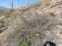 Coursetia glandulosa