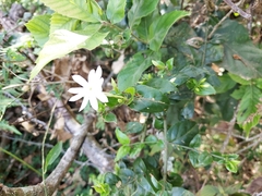 Jasminum elongatum
