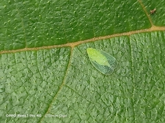 Kallitaxila granulata