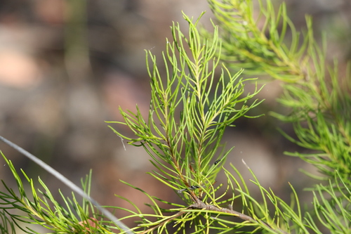 Image of Persoonia tenuifolia by (c) Greg Tasney, some rights reserved (CC BY-SA)