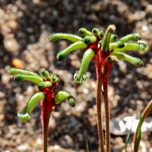 Dwarf Kangaroo Paw (Anigozanthos gabrielae)