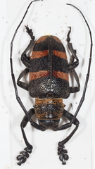 Pycnopsis brachyptera